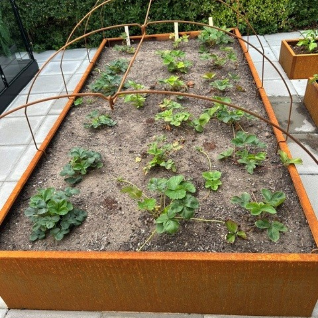 Buer til væksttunnel | 120 cm Bred
