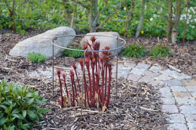 Staudeholder Ø40 cm, 6 mm jern med ben-100 cm