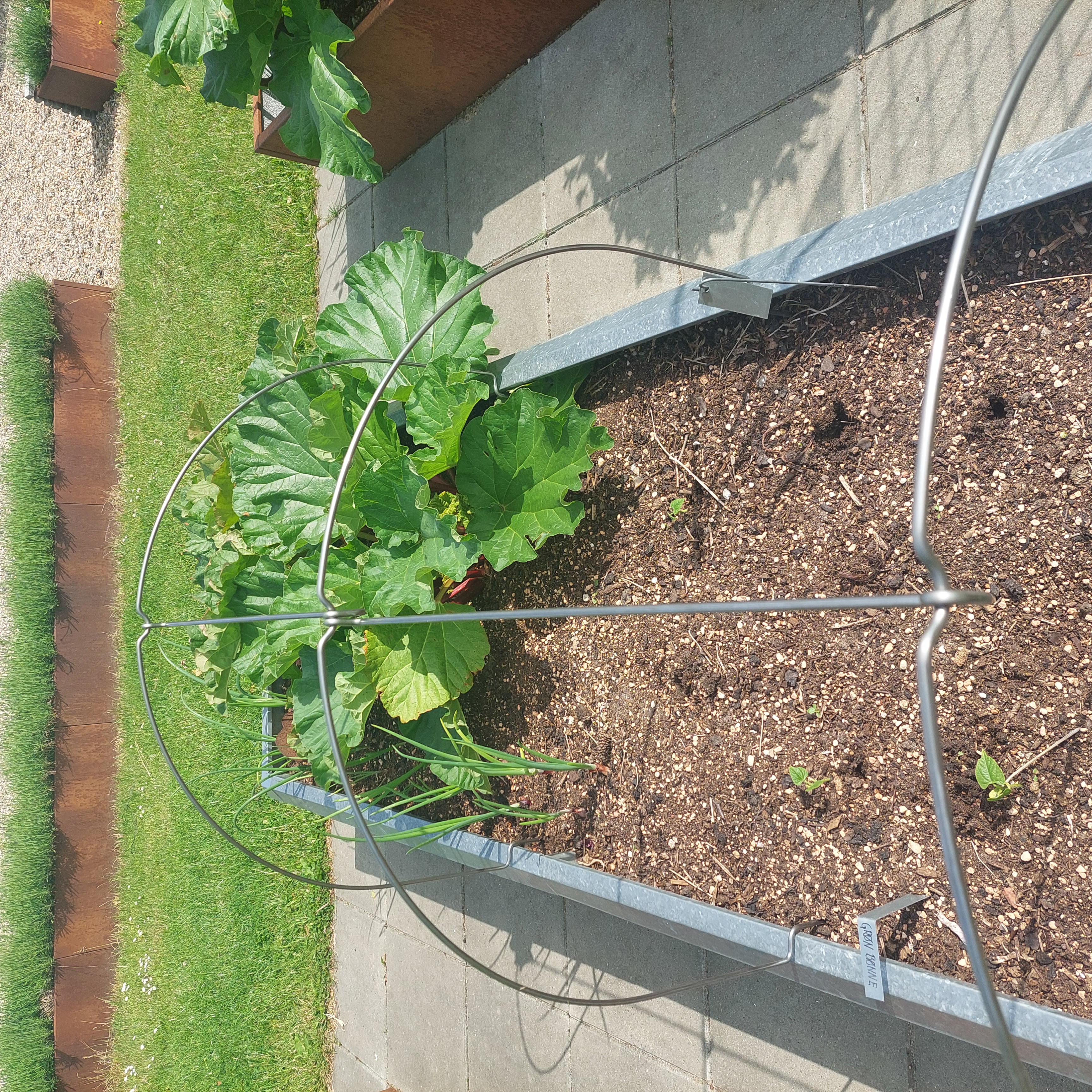 Buer til væksttunnel | 80 cm Bred